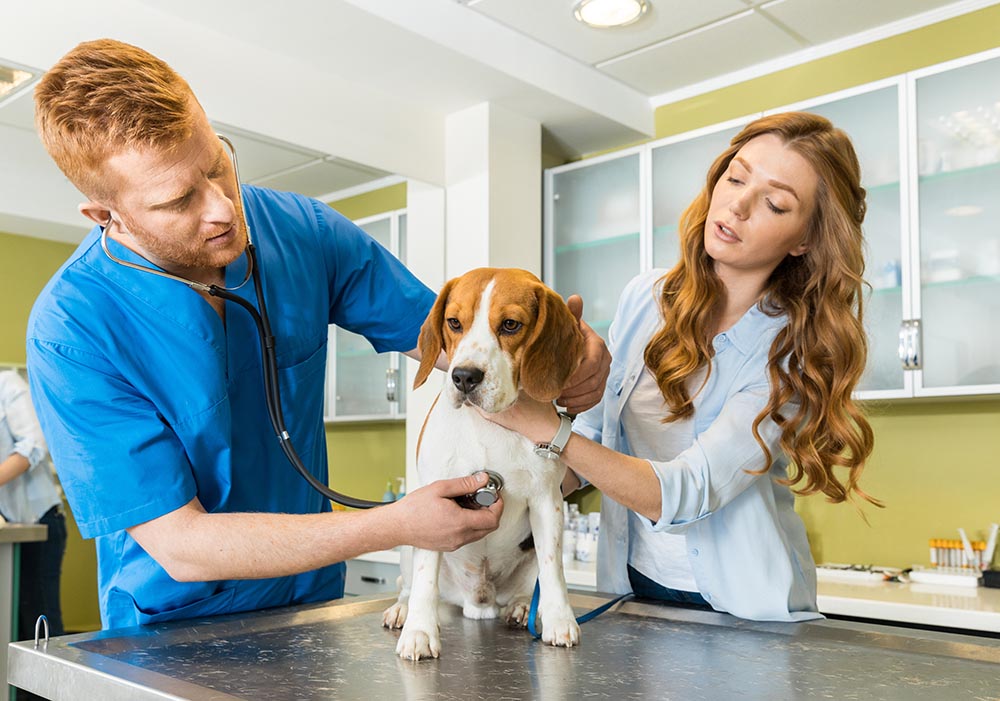 Veterinarians and dog